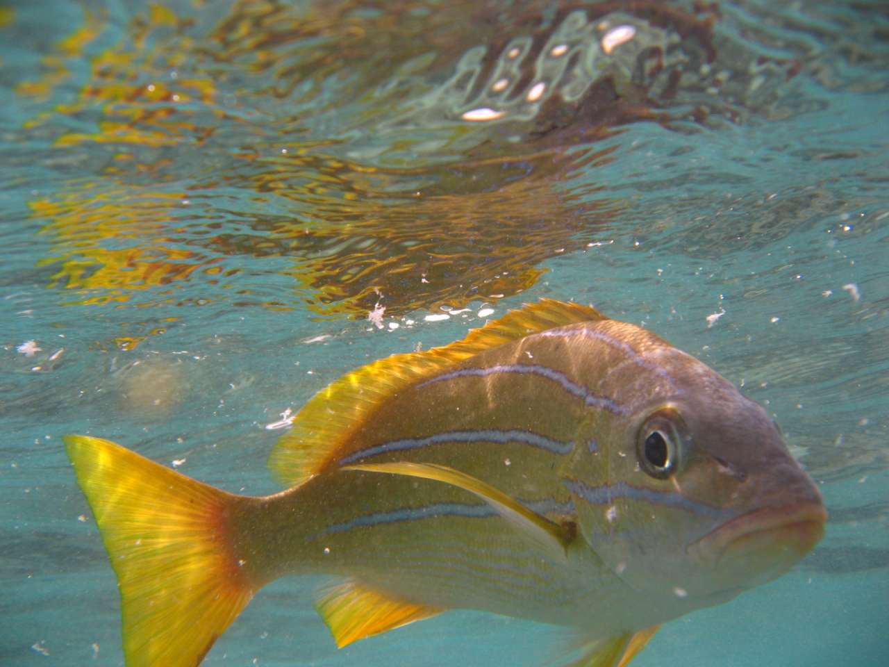 Fish in Hanauma Bay