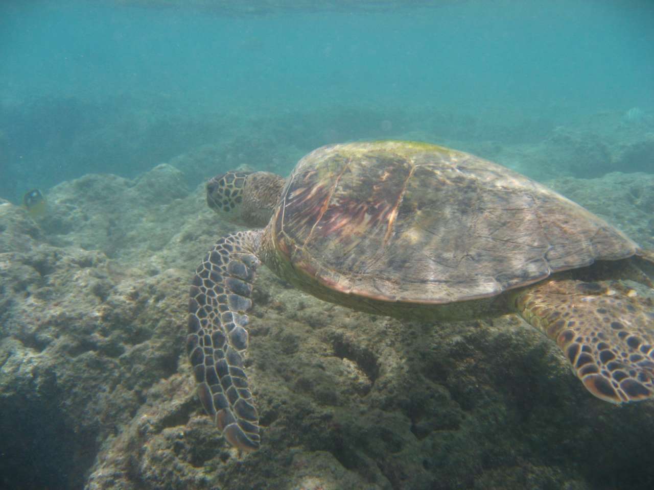 Big green turtle