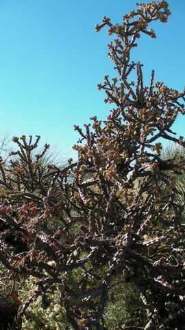click to view full size photo Resize of Rotation of SANY0010