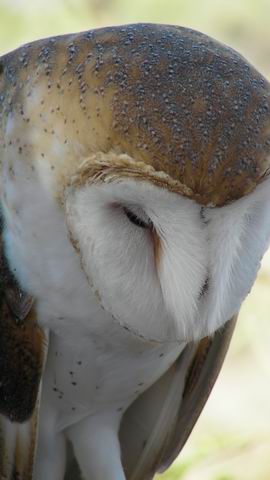 click to view full size photo Resize of Rotation of SANY0019