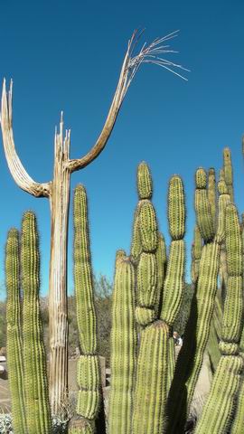 click to view full size photo Resize of Rotation of SANY0062