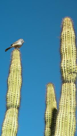 click to view full size photo Resize of Rotation of SANY0064