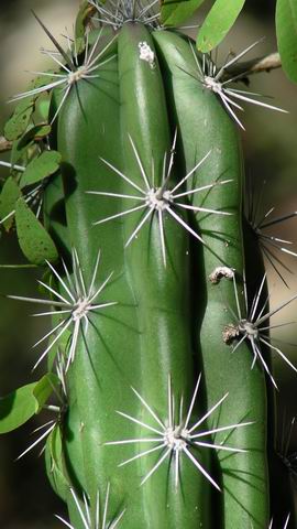 click to view full size photo Resize of Rotation of SANY0088