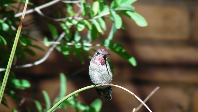 click to view full size photo Resize of SANY0100