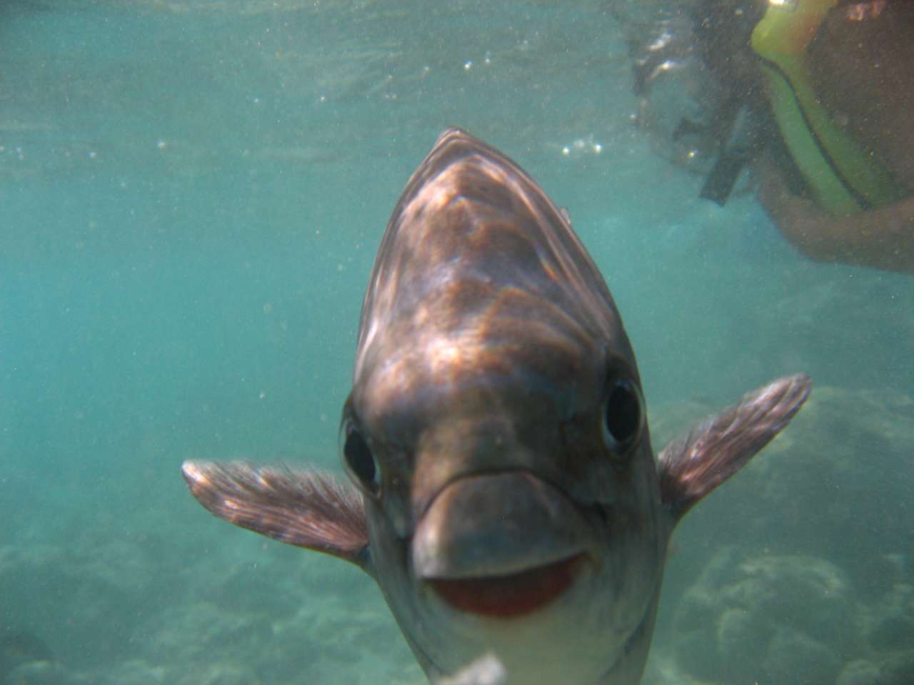 click to view full size photo Fish say: Welcome to my home!
